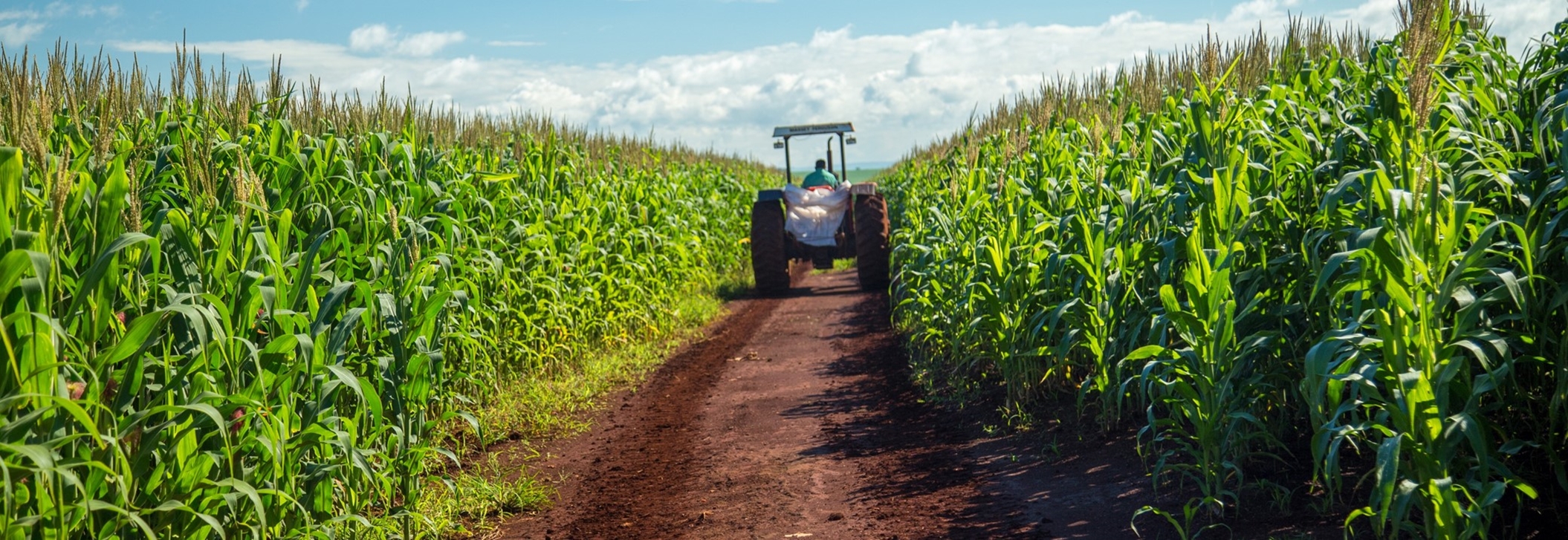 Bangkok Produces - CP Foods Advance Efforts to Combat Haze and PM 2.5 Dust in its Corn Supply Chain Bangkok Produces - CP Foods Advance Efforts to Combat Haze and PM 2.5 Dust in its Corn Supply Chain